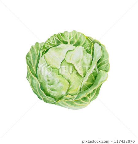 Cabbage, white. Hand drawn watercolor illustration isolated on white background. For cards, food labels, packaging, summer banners, jar stickers. 117422070