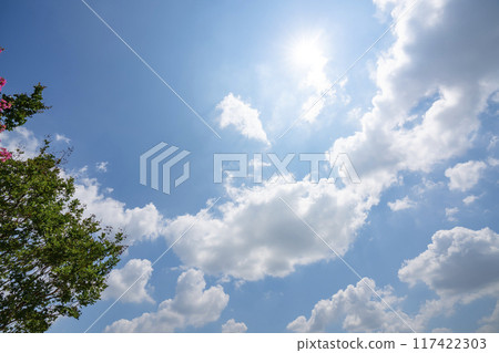 夏天的雲、樹木和陽光 夏天的雲、樹木和陽光 117422303