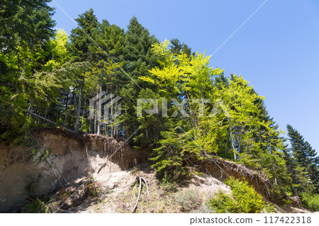 Looking up green trees forest background and sun between trunks 117422318