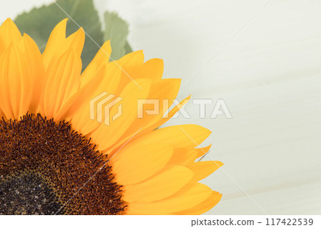 Beautiful and vibrant sunflower. Decoration and summer time. Place for text on white boards 117422539
