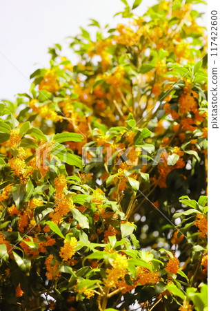 充滿活力的桂花 充滿活力的桂花 117422600