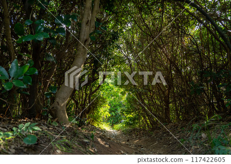 一條樹木隧道,透過樹葉過濾的陽光閃閃發光 一條樹木隧道,透過樹葉過濾的陽光閃閃發光 117422605