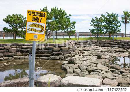 Fishing scenery, Yaizu City, Shizuoka Prefecture 117422752