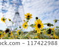 Ferris wheel through sunflowers 117422988