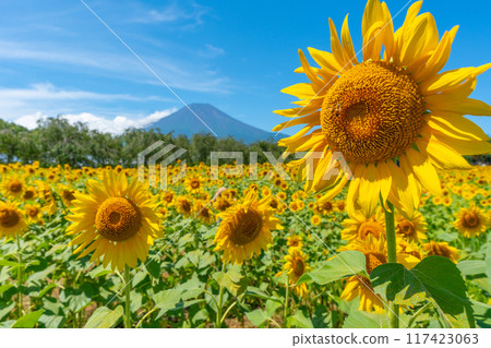 Mt.Fuji and sunflower field Lake Yamanaka Hana no Miyako Park Japanese scenery 117423063