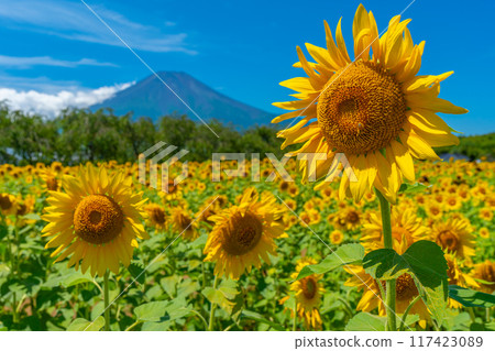 富士山和向日葵田 山中湖花之宮公園 日本風景 117423089