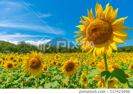 富士山和向日葵田 山中湖花之宮公園 日本風景 117423098
