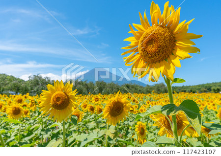 Mt.Fuji and sunflower field Lake Yamanaka Hana no Miyako Park Japanese scenery Mt.Fuji and sunflower field Lake Yamanaka Hana no Miyako Park Japanese scenery 117423107