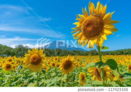 Mt.Fuji and sunflower field Lake Yamanaka Hana no Miyako Park Japanese scenery 117423108