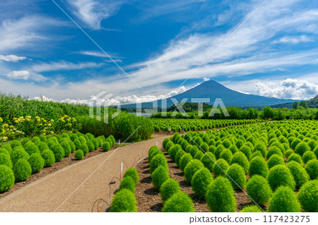 富士山和地膚河口湖 富士山和地膚河口湖 117423275