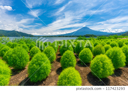 Mt. Fuji and Kochia Lake Kawaguchi Green Kochia in Summer Mt. Fuji and Kochia Lake Kawaguchi Green Kochia in Summer 117423293