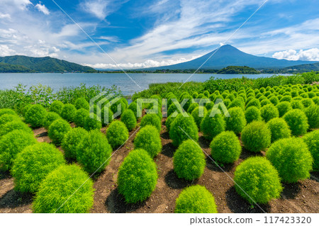 Mt. Fuji and Kochia Lake Kawaguchi 117423320