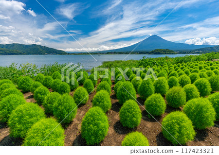 Mt. Fuji and Kochia Lake Kawaguchi 117423321