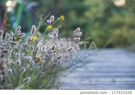 Wildflowers on wooden pathway in serene forest setting during summer morning 117423348