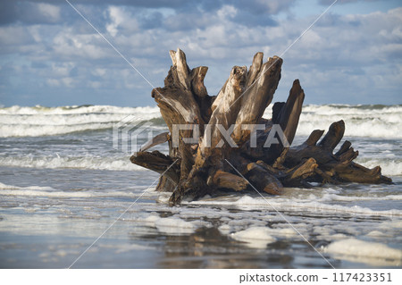 Weathered driftwood on a sandy beach with waves crashing against the shore under a cloudy sky 117423351