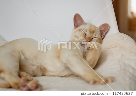 Adorable red Burmese kitten sleeping or resting sweetly 117423627