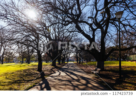 Carlton Gardens in Melbourne Australia Carlton Gardens in Melbourne Australia 117423739
