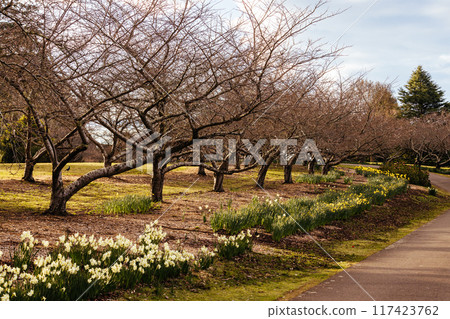 Dandenong Ranges Botanic Garden in Olinda Australia Dandenong Ranges Botanic Garden in Olinda Australia 117423762