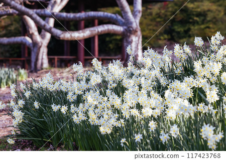 Dandenong Ranges Botanic Garden in Olinda Australia 117423768