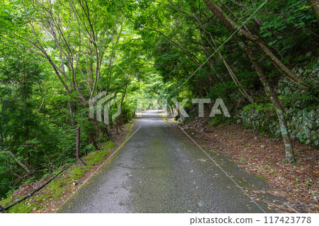 A view of the road surrounded by greenery from the Dream Suspension Bridge to the Ozakizaka Observatory in the Sumatakyo Valley (Shizuoka Prefecture) A view of the road surrounded by greenery from the Dream Suspension Bridge to the Ozakizaka Observatory in the Sumatakyo Valley (Shizuoka Prefecture) 117423778
