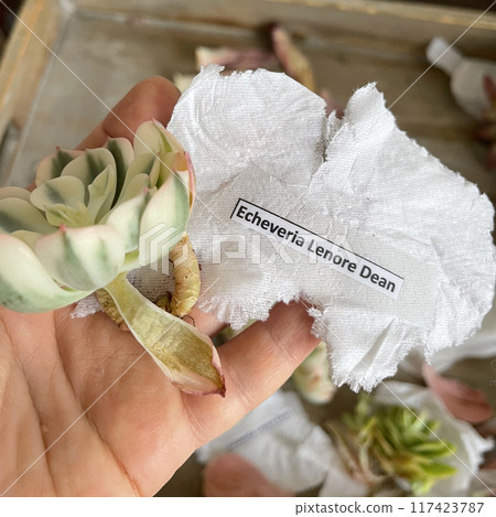 Echeveria Lenore Dean, order flower in parcel Echeveria Lenore Dean, order flower in parcel 117423787