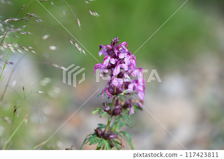 Yotsubashiogama 高山植物明亮的丁香花 Yotsubashiogama 高山植物明亮的丁香花 117423811