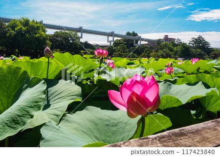 Chiba Urban Monorail and Oga Lotus Chiba Urban Monorail and Oga Lotus 117423840