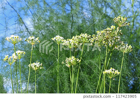 Leek flowers and fruits Leek flowers and fruits 117423905