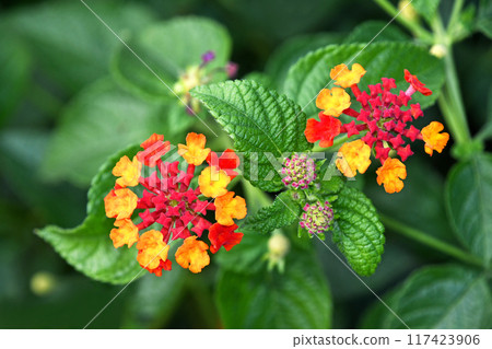 Lantana 117423906