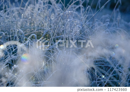 Frost and Shine of Catnip Field 117423980