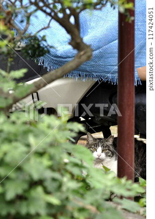 A cat lurking in grass A cat lurking in grass 117424051
