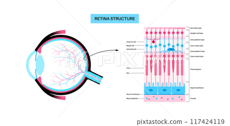 Retina structure poster 117424119