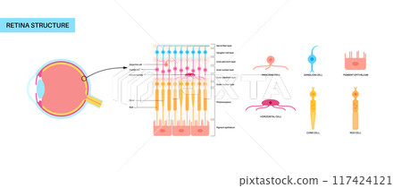 Retina structure poster Retina structure poster 117424121