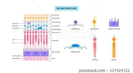 Retina structure poster 117424122