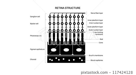 Retina structure poster Retina structure poster 117424128