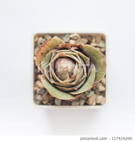 Greenovia Diplocycla plant succulent on white background 117424208