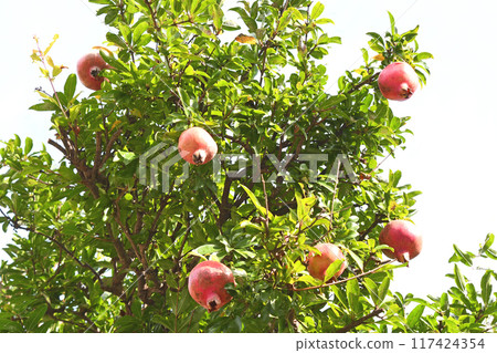 Pomegranate (gypsum) Pomegranate (gypsum) 117424354