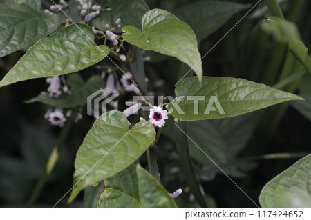 Hexokazura Hexokazura 117424652