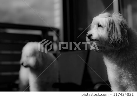 澳洲拉布拉多犬在陽檯椅上放鬆的黑白照片 117424821