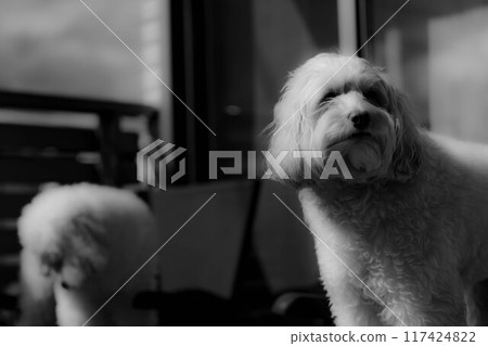 澳洲拉布拉多犬在陽檯椅上放鬆的黑白照片 117424822