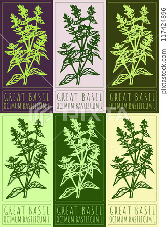 Set of vector drawing GREAT BASIL in various colors. Hand drawn illustration. Latin name is OCIMUM BASILICUM L 117424896