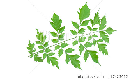 Cut out image of Indian cork or Millingtonia hortensis leaves with clipping paths, set against a white background. 117425012