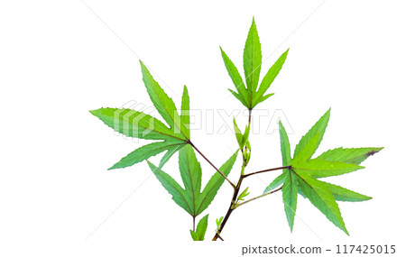 Cut out image of a Roselle leaf with defined clipping paths. 117425015