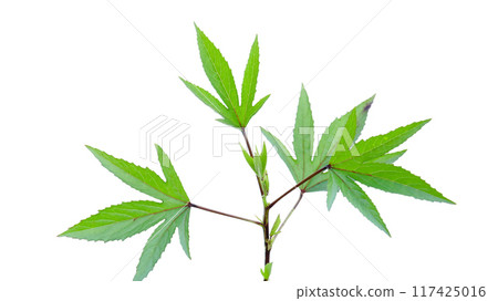 Cut out image of a Roselle leaf with defined clipping paths. 117425016