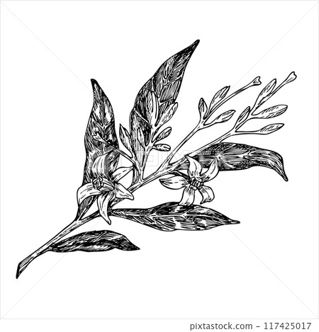 Avocado flowers graphic vector illustration, hand drawn sketch of leaves and flowers. Botanical drawing of tropical tree. Engraving for food packaging design. Plant sketch 117425017