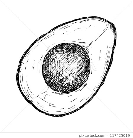 Avocado hass graphic vector illustration, hand drawn sketch of vegetable,sliced avocado. Botanical drawing of tropical fruit. Engraving for food packaging design. Plant sketch 117425019
