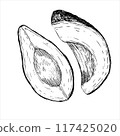 Avocado hass graphic vector illustration, hand drawn sketch of vegetable,sliced avocado. Botanical drawing of tropical fruit. Engraving for food packaging design. Plant sketch 117425020
