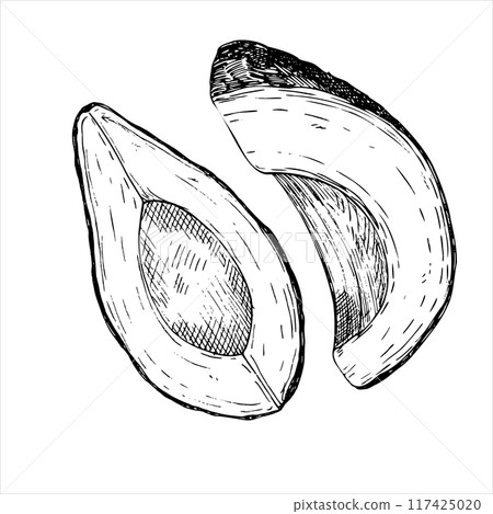 Avocado hass graphic vector illustration, hand drawn sketch of vegetable,sliced avocado. Botanical drawing of tropical fruit. Engraving for food packaging design. Plant sketch 117425020
