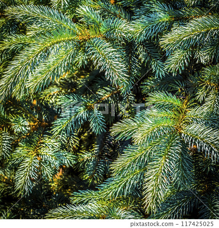 Branches of blue spruce 117425025
