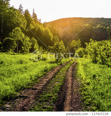 Dirt road through the forest 117425139